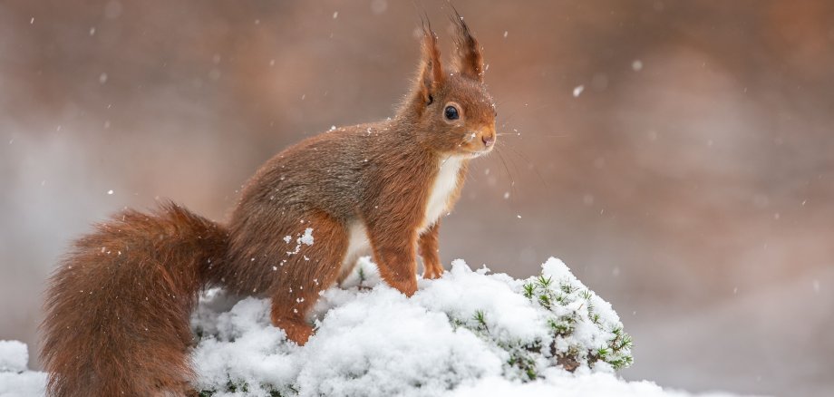 Schneehörnchen 