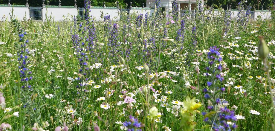 Blühflächen im Hofgarten Eichstätt