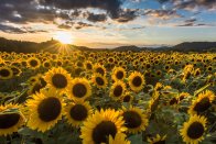 Sonnenblumenfeld mit der Burgruine Drachenfels  Sonnenblumenfeld mit der Burgruine Drachenfels