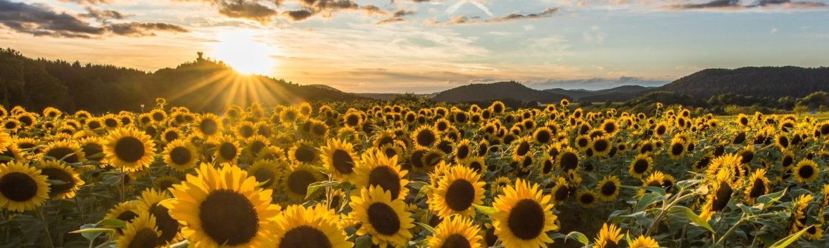 Sonnenblumenfeld mit der Burgruine Drachenfels 