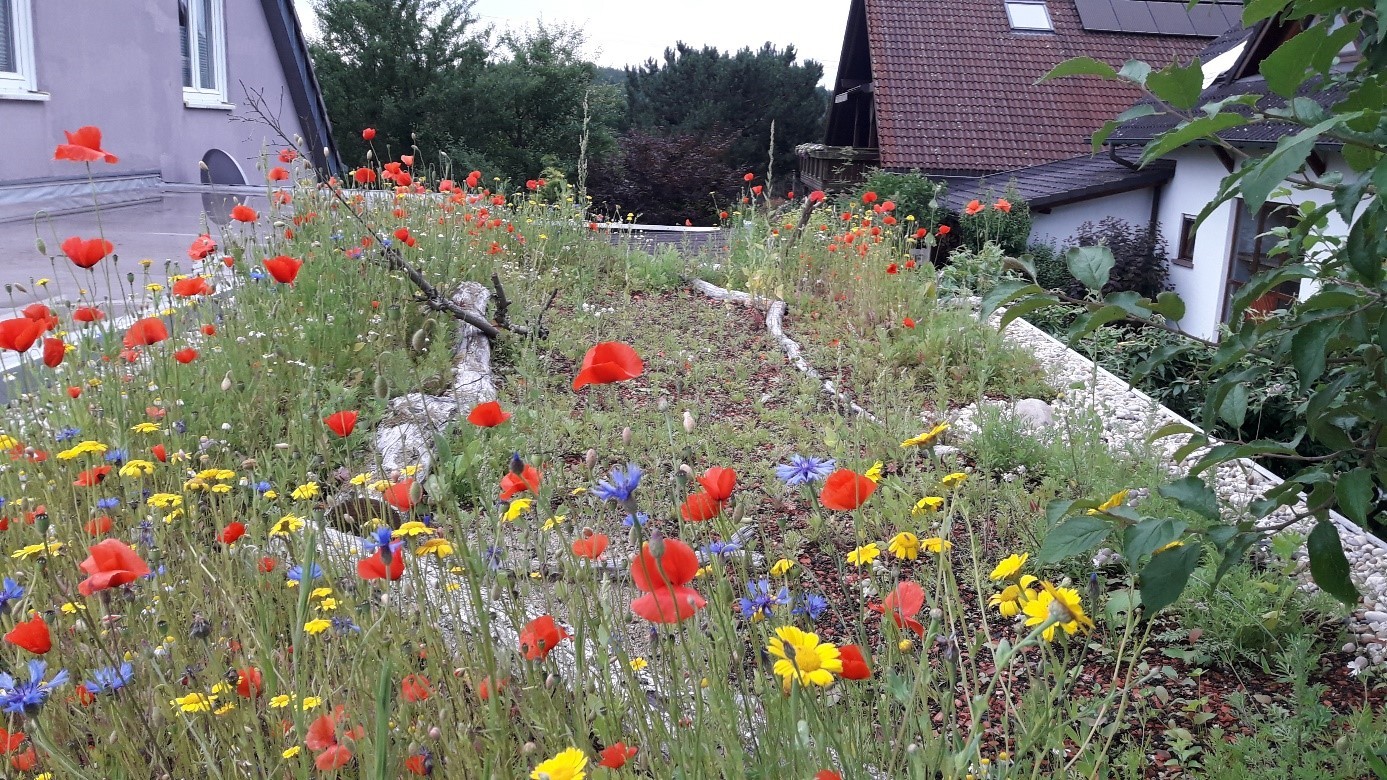 Ein begrüntes Garagendach bietet Lebensraum 