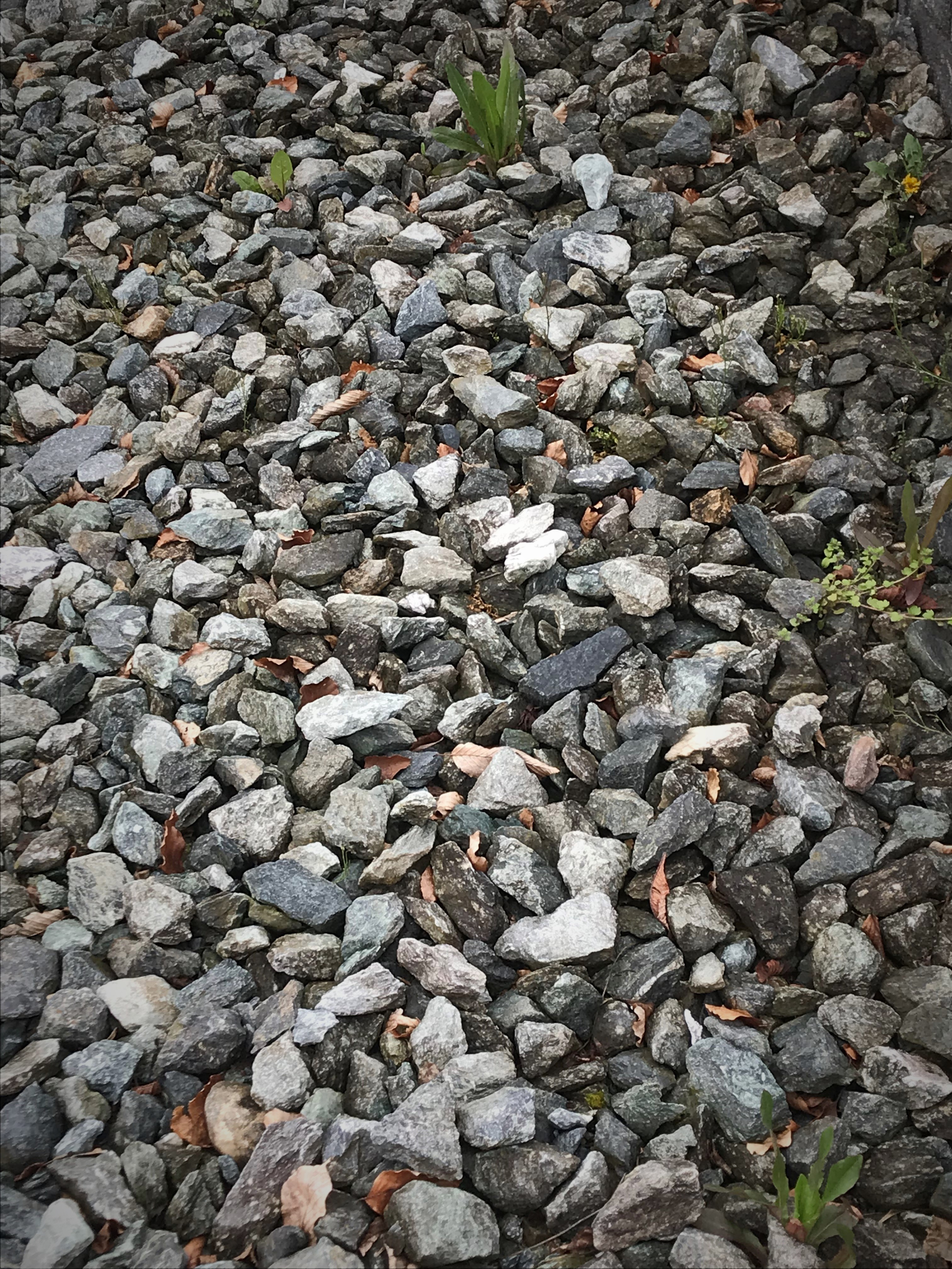 Schotter im Garten ist pflegeintensiver als gedacht.