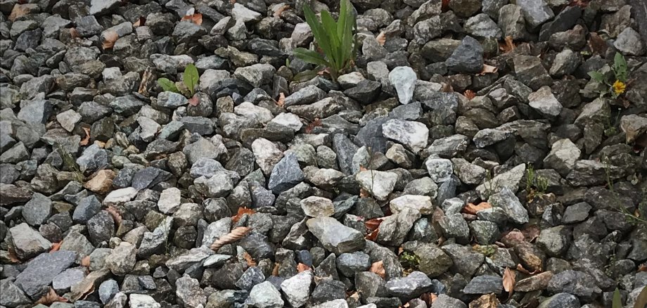 Schotter im Garten ist pflegeintensiver als gedacht.