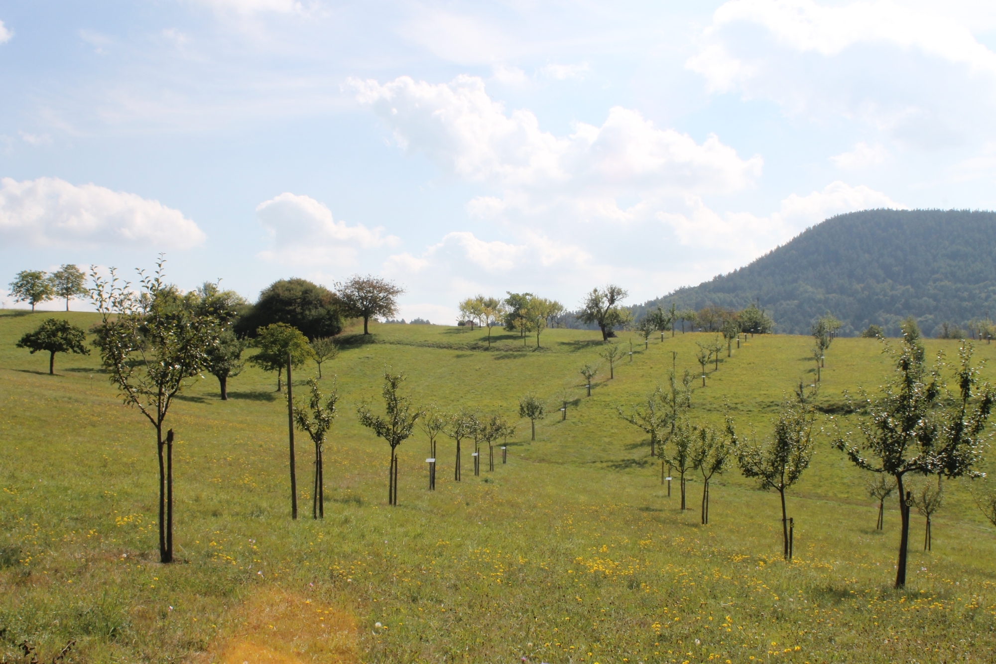 Streuobstwiese in Busenberg