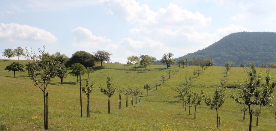 Streuobstwiese in Busenberg