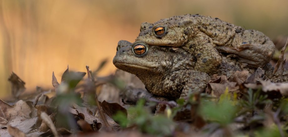 Amphibien wandern