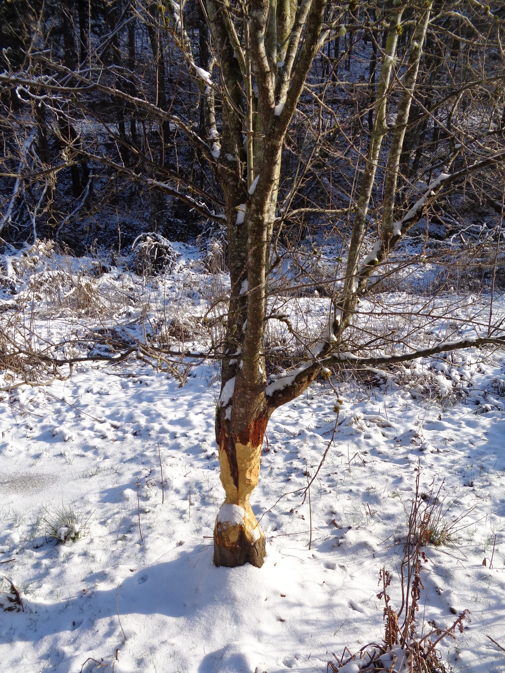 Nagespuren eines Bibers