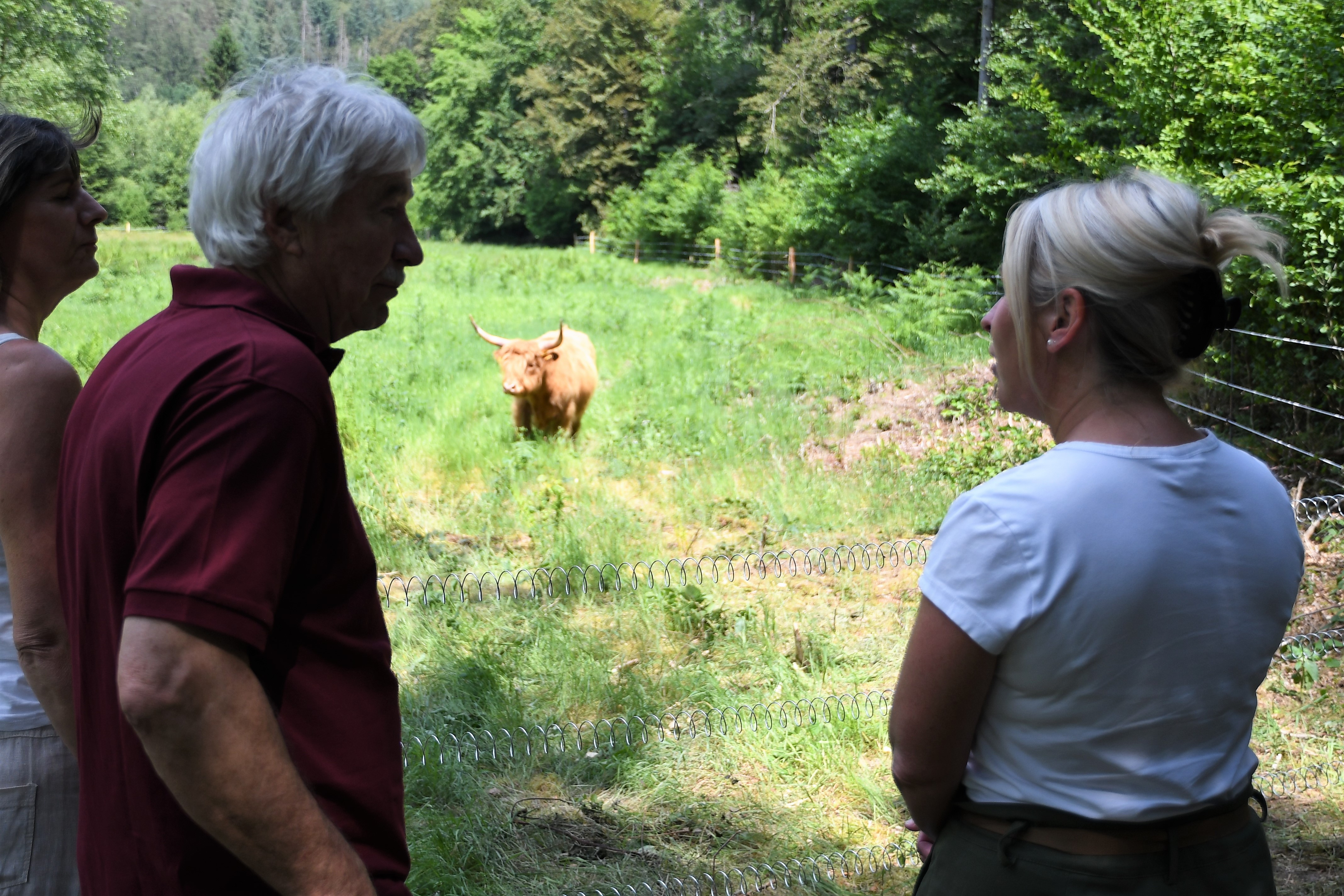 Offenhaltungsmaßnahme Schwarzbachtal mit den Rinderbaronen Leimen