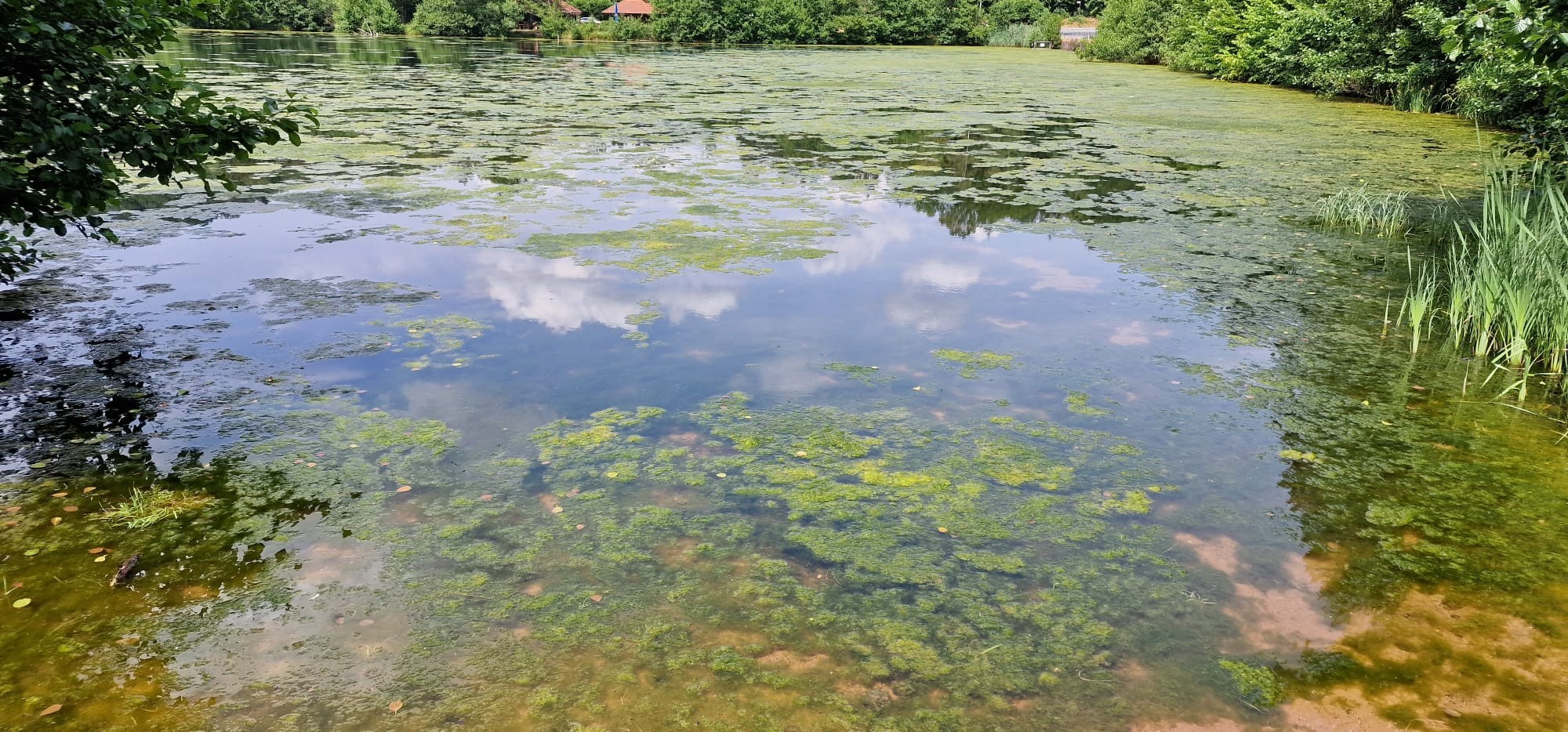 Schöntalweiher bei Ludwigswinkel
