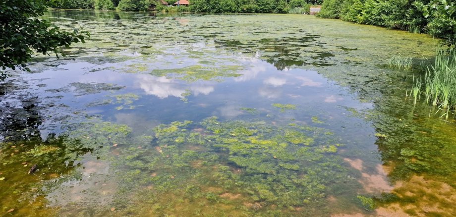 Schöntalweiher bei Ludwigswinkel