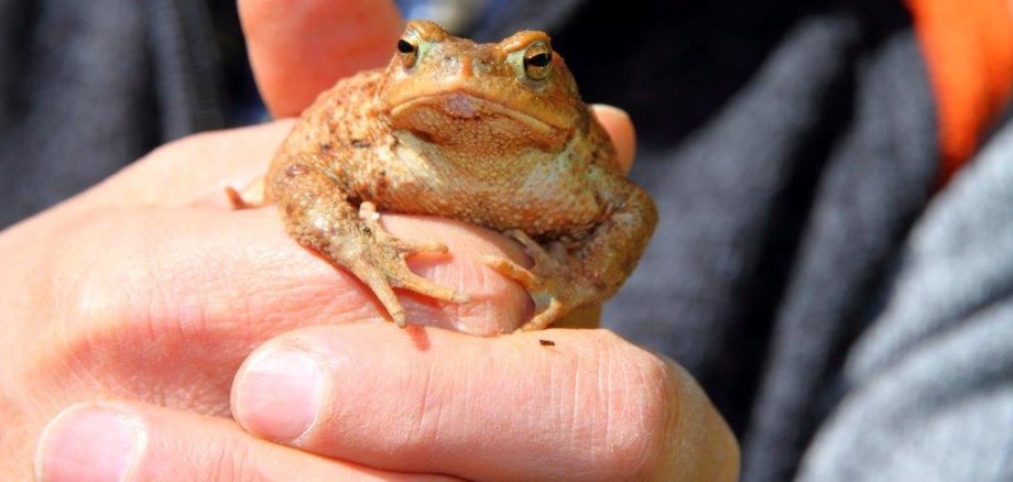 Einer Erdkröte beim Wandern geholfen