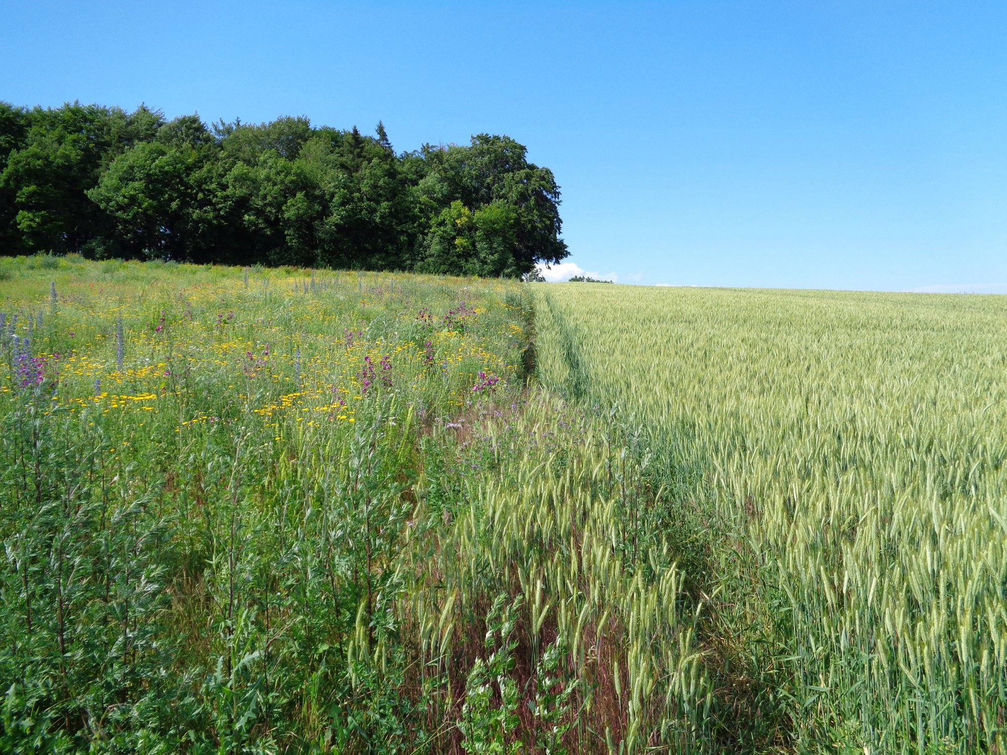 Biodiversitätsprojekt der unteren Naturschutzbehörde