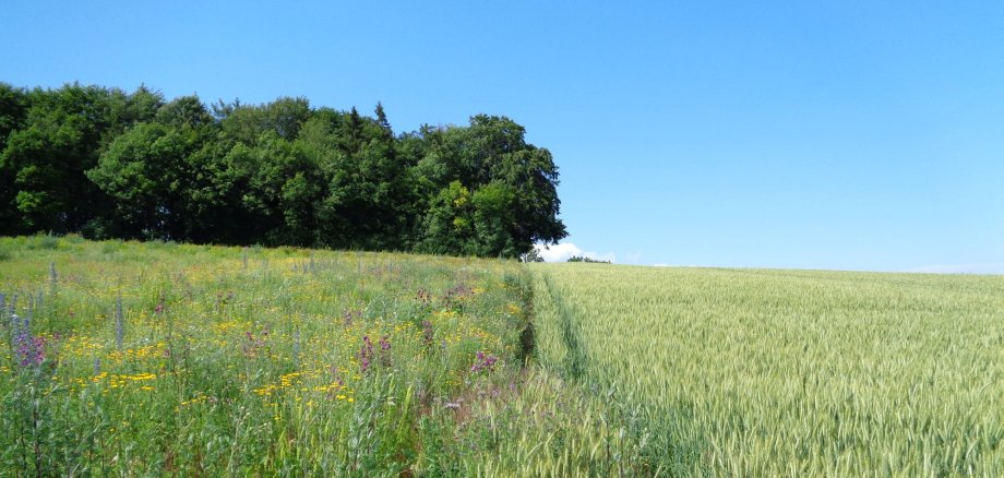 Biodiversitätsprojekt der unteren Naturschutzbehörde