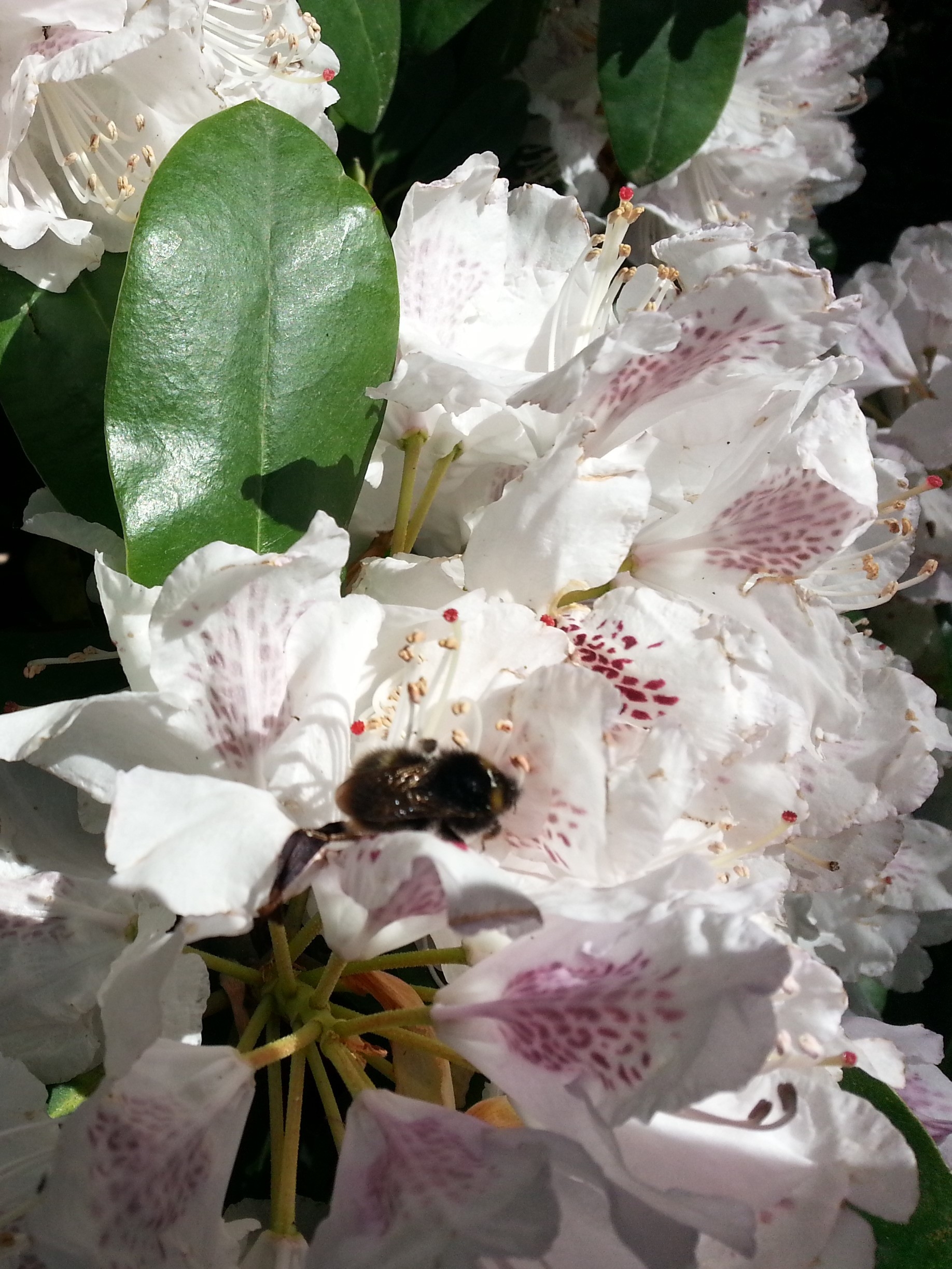 Biene in der Blüte gelandet