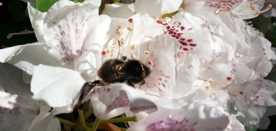 Biene in der Blüte gelandet