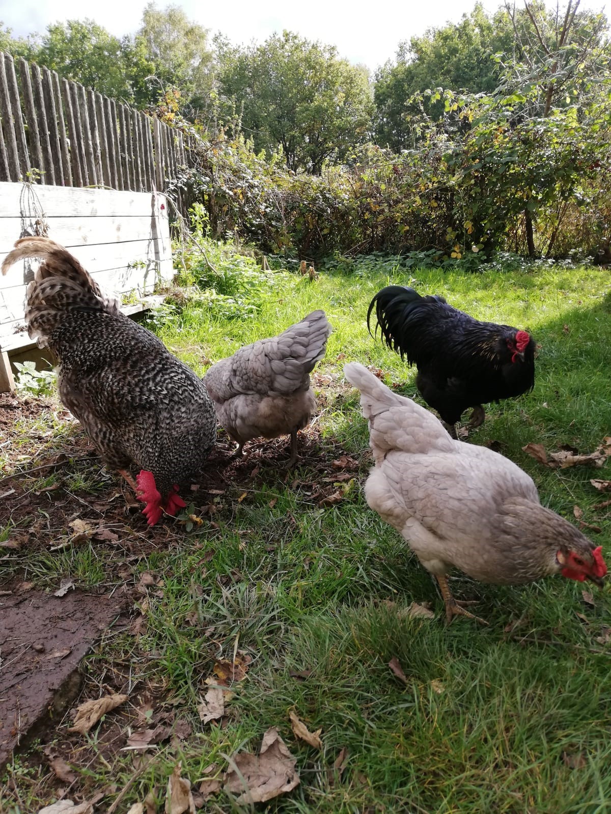 Hühnerhaltung im Garten