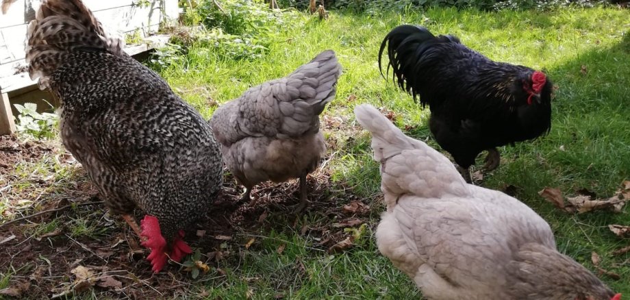 Hühnerhaltung im Garten