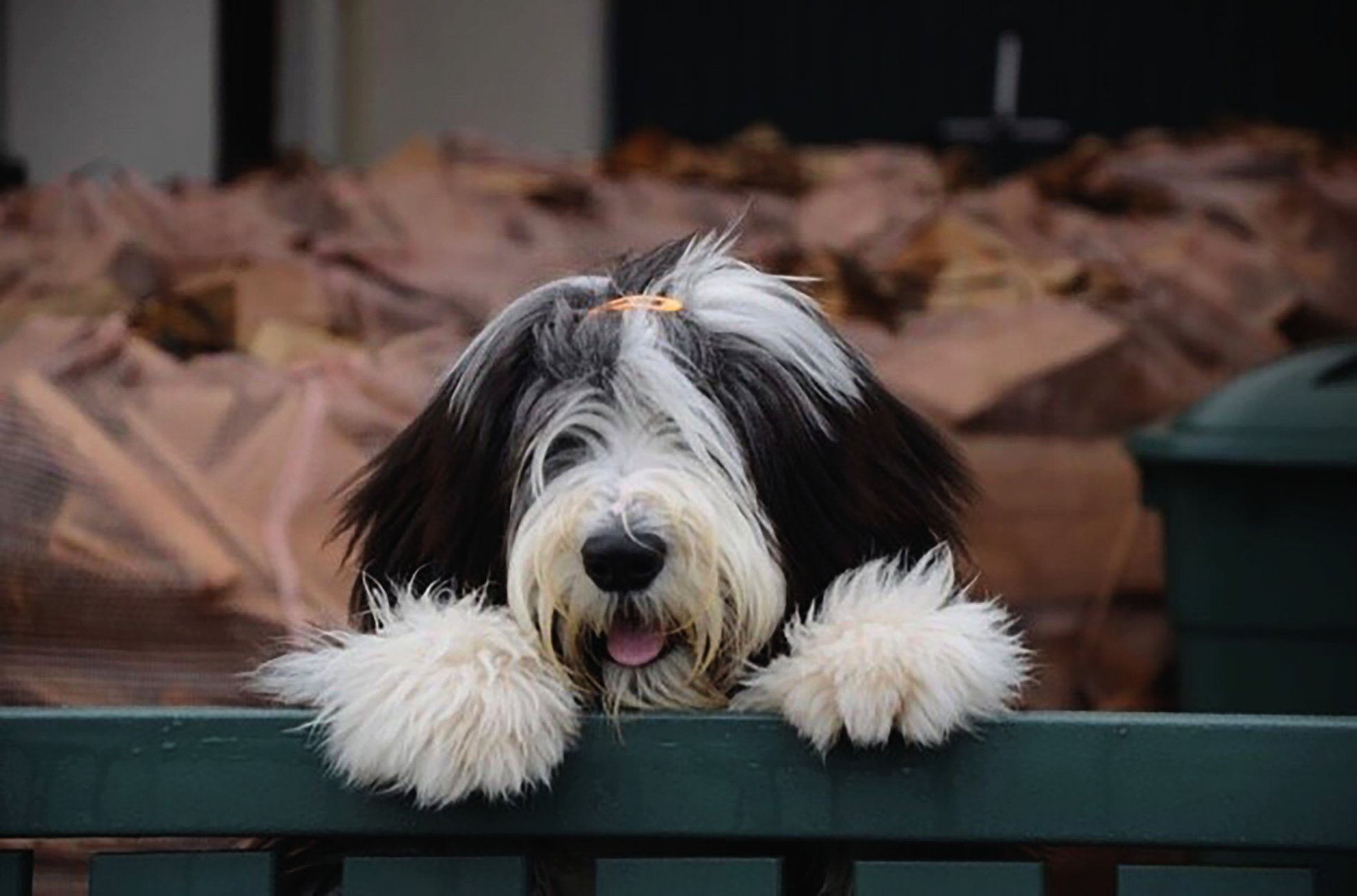 Bearded Collie begrüßt