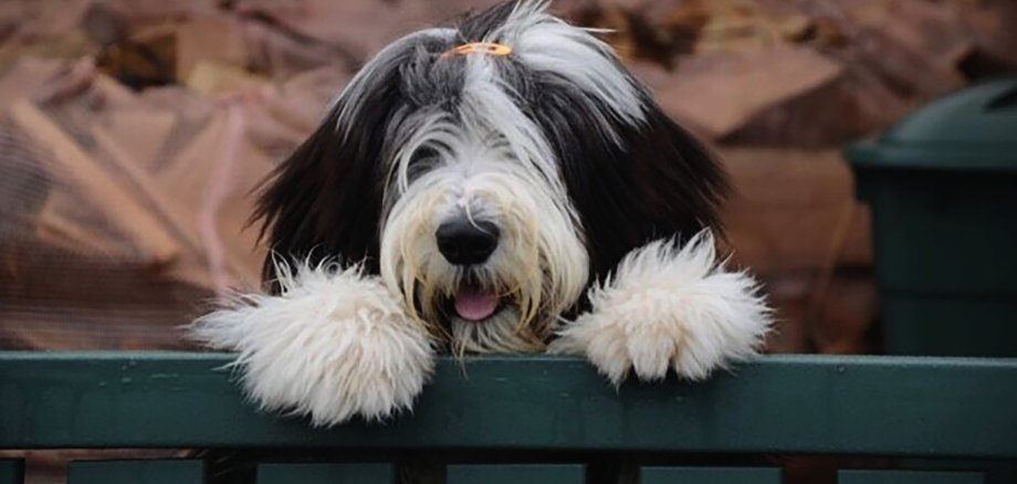 Bearded Collie begrüßt