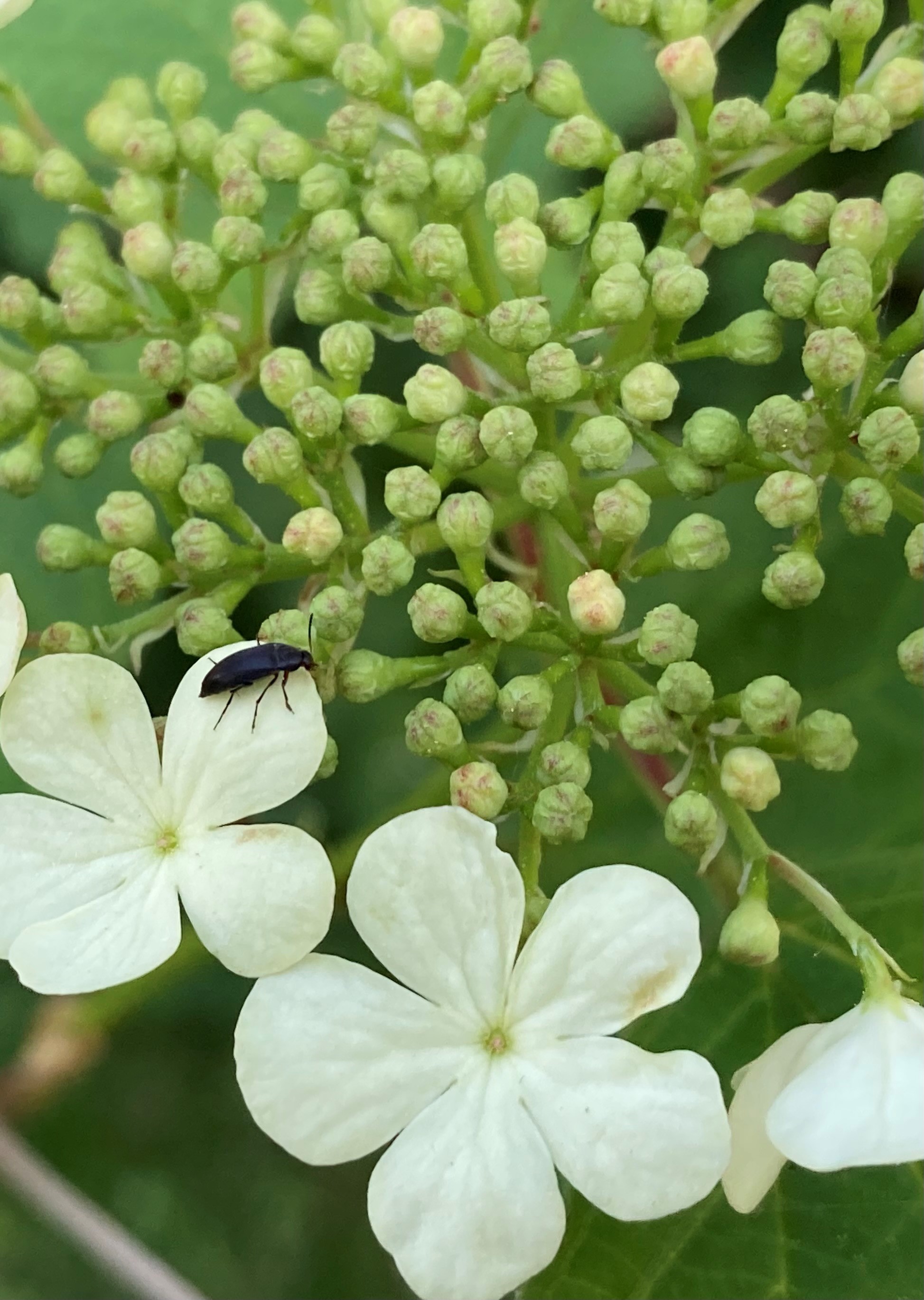 Ein näherer Blick auf Pflanzen zeigt krabbelnde Insekten