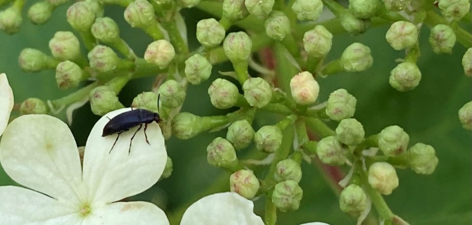 Ein näherer Blick auf Pflanzen zeigt krabbelnde Insekten