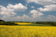 Rapsfeld mit Blick auf die Pottschütthöhe